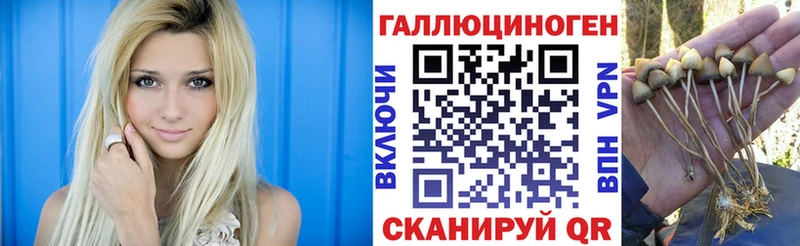 где найти   Звенигород  Псилоцибиновые грибы Psilocybine cubensis 